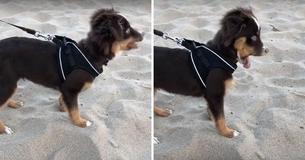 The Regret On This Puppy's Face When She Tries To Eat Sand Is Cracking The Internet Up The Regret On This Puppy's Face When She Tries To Eat Sand Is Cracking The Internet Up