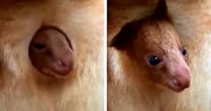Incredible Moment Rare Kangaroo Joey Peeks Out Of Mother's Pouch Caught On Film Incredible Moment Rare Kangaroo Joey Peeks Out Of Mother's Pouch Caught On Film