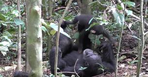 Chimpanzee Plays 'Airplane' With Baby Chimp In Adorable, Heartwarming Footage Chimpanzee Plays 'Airplane' With Baby Chimp In Adorable, Heartwarming Footage