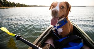 This Boat Plows Through Flooded Streets To Rescue Left Behind Animals From Water This Boat Plows Through Flooded Streets To Rescue Left Behind Animals From Water