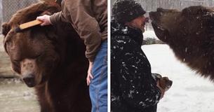 Jimbo The Kodiak Bear Dies After Spending 20 Years With The Kowalczik Family Jimbo The Kodiak Bear Dies After Spending 20 Years With The Kowalczik Family