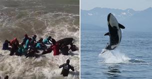Incredible Moment Killer Whale Is Put Back Into The Ocean Incredible Moment Killer Whale Is Put Back Into The Ocean