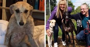 Dog Was Abused So Severely That She Was Afraid To Look At Her Rescuers Dog Was Abused So Severely That She Was Afraid To Look At Her Rescuers