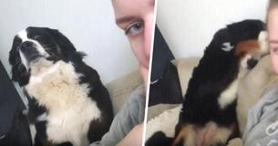 Dog Looks Adorably Apologetic After Smacking Owner In Face Dog Looks Adorably Apologetic After Smacking Owner In Face