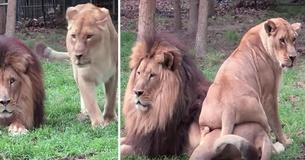 Needy Lioness Hovers Around Oblivious Mate So He Will Pay Attention To Her Has The Internet Cracking Up Needy Lioness Hovers Around Oblivious Mate So He Will Pay Attention To Her Has The Internet Cracking Up