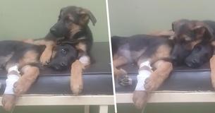 Protective Puppy Brother Helps Nurse His Sick Sister Back To Health At The Vet Protective Puppy Brother Helps Nurse His Sick Sister Back To Health At The Vet