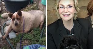 This Obese Dog Was Found Abandoned And Face-Down In A Field, But Actress Jane Lynch Rescued Him This Obese Dog Was Found Abandoned And Face-Down In A Field, But Actress Jane Lynch Rescued Him