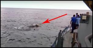 Soldati della marina saltano in alto mare per salvare un elefante Soldati della marina saltano in alto mare per salvare un elefante