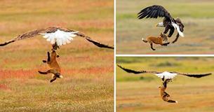 Photographer Captures Amazing Shots Of Fox Versus Eagle - And It All Happens 20 Feet In The Air Photographer Captures Amazing Shots Of Fox Versus Eagle - And It All Happens 20 Feet In The Air