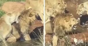 Pride of Lionesses Attack Male Lion As Shocked Tourists Watch Pride of Lionesses Attack Male Lion As Shocked Tourists Watch