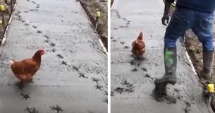 Rogue Chicken Wreaks Havoc On Wet Cement Rogue Chicken Wreaks Havoc On Wet Cement