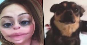 After A Crazy Night Out, Woman Wakes Up To Find A Stolen Dog In Her Bed After A Crazy Night Out, Woman Wakes Up To Find A Stolen Dog In Her Bed