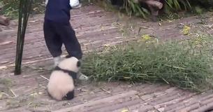You Have To See This Adorable Baby Panda Trying To Trick Its Babysitter Into Playing You Have To See This Adorable Baby Panda Trying To Trick Its Babysitter Into Playing