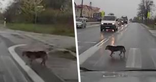 Dog Perfectly Demonstrates How To Cross A Road Safely Dog Perfectly Demonstrates How To Cross A Road Safely