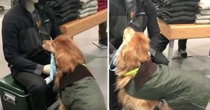 This Poor Pup Can't Figure Out Why A Mannequin Refuses To Pet Him This Poor Pup Can't Figure Out Why A Mannequin Refuses To Pet Him