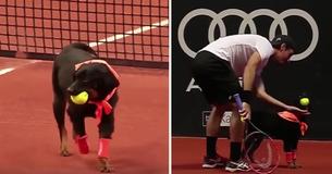 The Brazilian Tennis Open Is Using Shelter Dogs As Ballboys And It's Just As Adorable As You'd Think The Brazilian Tennis Open Is Using Shelter Dogs As Ballboys And It's Just As Adorable As You'd Think
