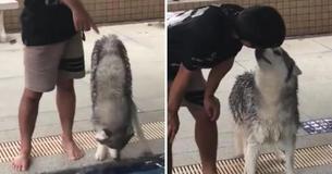 Despite His Best Efforts, Man Can't Make Husky Swim - What Finally Works Will Have You Cracking Up Despite His Best Efforts, Man Can't Make Husky Swim - What Finally Works Will Have You Cracking Up
