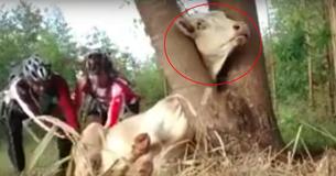 Viral Video Of 2 Cyclists Saving Cow Stuck In Tree Is The Most Heartwarming Thing You'll See Today Viral Video Of 2 Cyclists Saving Cow Stuck In Tree Is The Most Heartwarming Thing You'll See Today