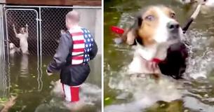 Hurricane Florence Volunteer Is A Hero After He Rescues 6 Dogs Left Behind In Locked Cage Hurricane Florence Volunteer Is A Hero After He Rescues 6 Dogs Left Behind In Locked Cage