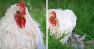 When Farmers Discovered The Reason Why Rooster Won't Return To Coop, Their Hearts Were Broken When Farmers Discovered The Reason Why Rooster Won't Return To Coop, Their Hearts Were Broken