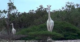 Rare White Giraffes Have Been Caught On Camera For The First Time Ever Rare White Giraffes Have Been Caught On Camera For The First Time Ever