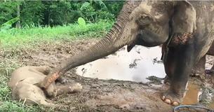 Mama Elephant Gently Checks On Sleeping Baby And It's So Adorable Mama Elephant Gently Checks On Sleeping Baby And It's So Adorable