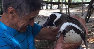 Penguin Swims 5,000 Miles Each Year To See The Man Who Saved Its Life Penguin Swims 5,000 Miles Each Year To See The Man Who Saved Its Life