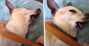 Dog Falls Into Hypnotic Trance When Owner Strokes It With Hairbrush Dog Falls Into Hypnotic Trance When Owner Strokes It With Hairbrush