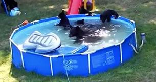 It's A Pool Party! This Black Bear And Her Cubs Make Themselves At Home In New Jersey Family's Backyard It's A Pool Party! This Black Bear And Her Cubs Make Themselves At Home In New Jersey Family's Backyard