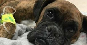 Owner Decides Dog Should Be Put Down Due To Inability To Have Puppies - Vet's Split-Second Decision Unexpectedly Goes Viral Owner Decides Dog Should Be Put Down Due To Inability To Have Puppies - Vet's Split-Second Decision Unexpectedly Goes Viral