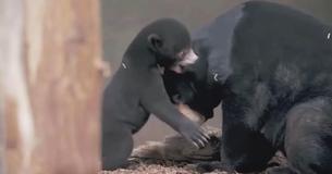 The First Sun Bear Cub To Be Born In The UK Has Emerged From Her Den To Steal Our Hearts The First Sun Bear Cub To Be Born In The UK Has Emerged From Her Den To Steal Our Hearts