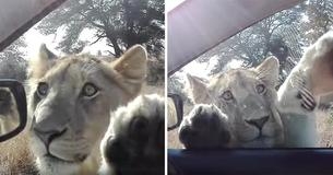 Video Recorded Of A Young Lion Showing It´s Playful Side In The Kruger National Park In South Africa Video Recorded Of A Young Lion Showing It´s Playful Side In The Kruger National Park In South Africa