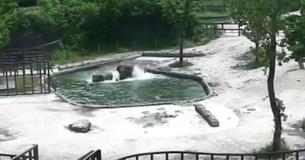 Elephant Thrashes Through Water To Save Baby Who Fell In And It All Got Filmed By The Security Camera Elephant Thrashes Through Water To Save Baby Who Fell In And It All Got Filmed By The Security Camera