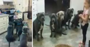 4-Year-Old-Girl Feeds Room Full Of Pit-bulls And Shows Them Who's Boss 4-Year-Old-Girl Feeds Room Full Of Pit-bulls And Shows Them Who's Boss