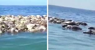 Over 300 Endangered Turtles Found Dead In A Discarded Fishing Net Over 300 Endangered Turtles Found Dead In A Discarded Fishing Net