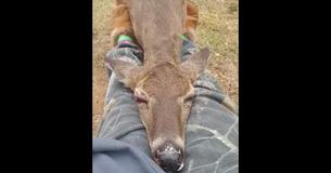 Wild Deer Approaches A Woman And Then Surprises Her By Cuddling Her Wild Deer Approaches A Woman And Then Surprises Her By Cuddling Her
