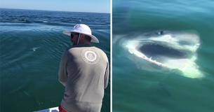 Terrifying Moment Great White Shark Steals Fisherman’s Catch Terrifying Moment Great White Shark Steals Fisherman’s Catch