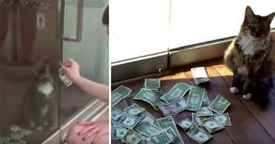Cat Steals Money From Passersby And Donates It To Charity Cat Steals Money From Passersby And Donates It To Charity