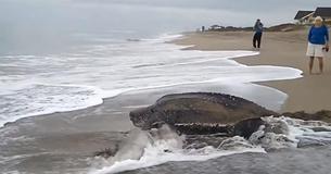 World's Largest Sea Turtle Emerges From The Sea And It Is Incredible World's Largest Sea Turtle Emerges From The Sea And It Is Incredible