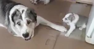 Udmattet Hunde Mor Er Udmattet Og Har Ingen Anelse Om Hvad Hun Skal Gøre Med Hendes Hysteriske Hvalp Udmattet Hunde Mor Er Udmattet Og Har Ingen Anelse Om Hvad Hun Skal Gøre Med Hendes Hysteriske Hvalp