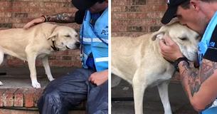 Dog Abandoned During Hurricane Florence Is Terrified Until He Sees Rescuers Dog Abandoned During Hurricane Florence Is Terrified Until He Sees Rescuers