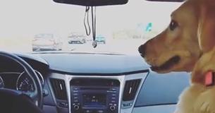 Dog Steals Front Seat From Woman And Has The Internet In Stitches With The Smirk She Gives The Wife Dog Steals Front Seat From Woman And Has The Internet In Stitches With The Smirk She Gives The Wife