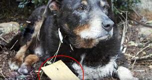 Efter En Forsvundet Hund Kommer Tilbage Til Sine Ejere, Fandt De En Besked I Hans Halsbånd Der Forklarede Det Hele Efter En Forsvundet Hund Kommer Tilbage Til Sine Ejere, Fandt De En Besked I Hans Halsbånd Der Forklarede Det Hele