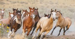 These Beautiful Wild Horses From North Carolina Made It Out Of Hurricane Florence Completely Unharmed These Beautiful Wild Horses From North Carolina Made It Out Of Hurricane Florence Completely Unharmed