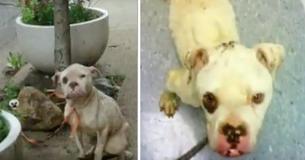 Mailman Stops In His Tracks As He Sees Dog Tied To Tree - Once He Sees Her Face Realizes He Has To Act Fast Mailman Stops In His Tracks As He Sees Dog Tied To Tree - Once He Sees Her Face Realizes He Has To Act Fast