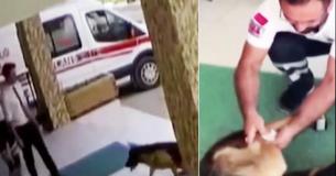 Dog Gets Stolen And Dumped - So She Takes Herself To The Hospital Dog Gets Stolen And Dumped - So She Takes Herself To The Hospital