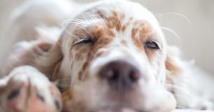 A Vet’s Emotional Plea For Owners Putting Pets To Sleep: ‘I Beg You Do Not Leave Them’ A Vet’s Emotional Plea For Owners Putting Pets To Sleep: ‘I Beg You Do Not Leave Them’