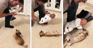 Watch This Little Dog's Sweet Reaction When She Meets The Newest Member Of The Family For The First Time Watch This Little Dog's Sweet Reaction When She Meets The Newest Member Of The Family For The First Time