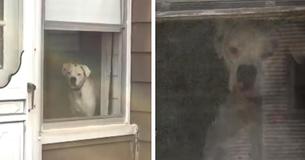 Man Steps Outside And Catches Hilarious Footage Of Dog Man Steps Outside And Catches Hilarious Footage Of Dog