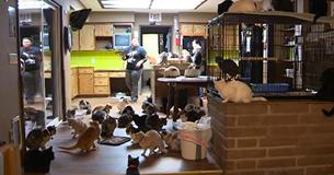 Woman Claims She Lives With Over 1000 Cats - Footage Of Her Home From The Inside Has Everyone Flabbergasted Woman Claims She Lives With Over 1000 Cats - Footage Of Her Home From The Inside Has Everyone Flabbergasted